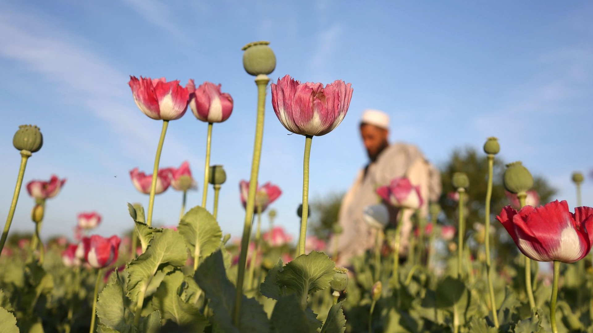  The Islamic Emirate banned poppy cultivation and drug production in the country