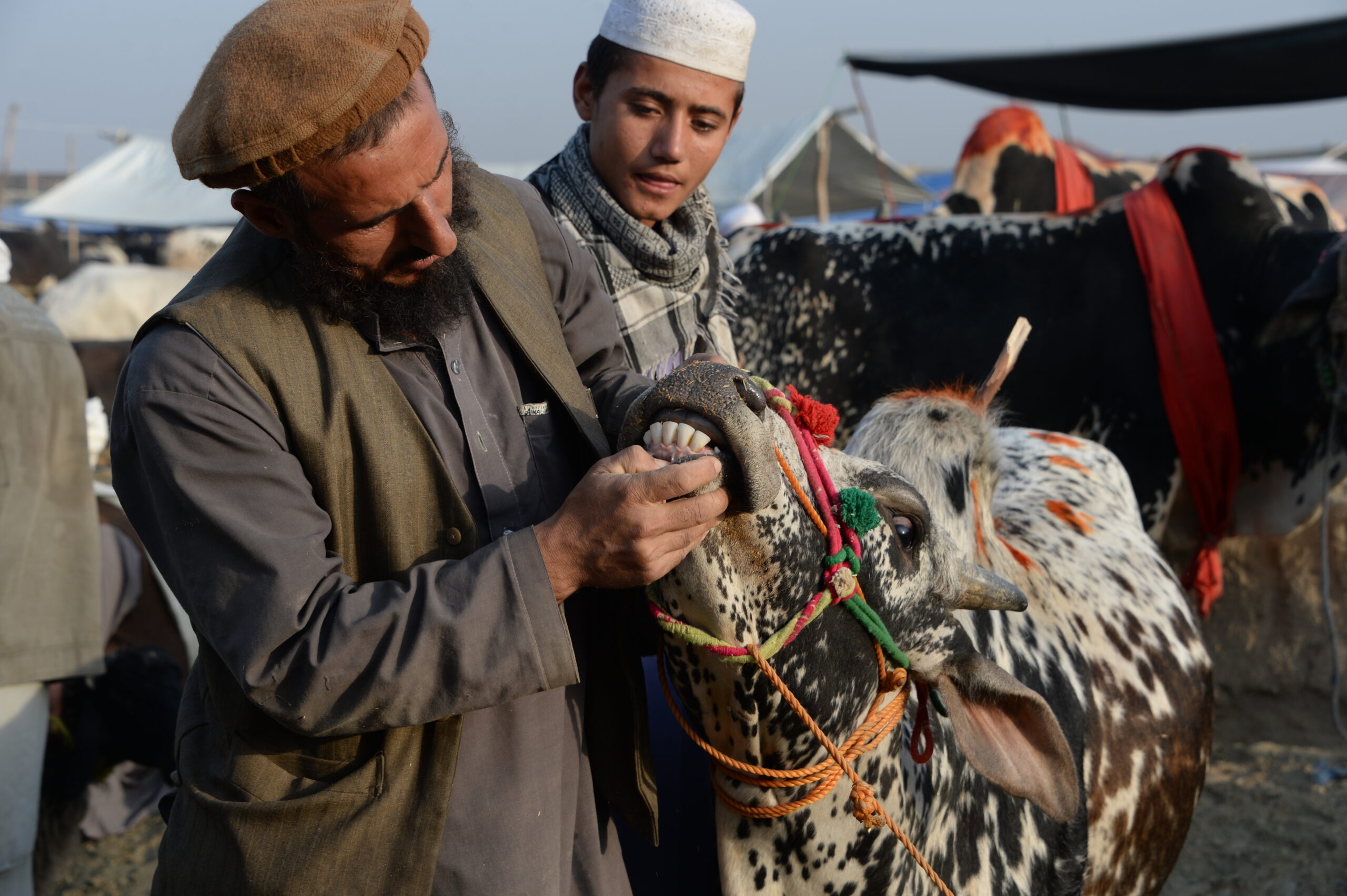 The local livestock market in the suburbs of Kabul on the eve of Eid al-Adha