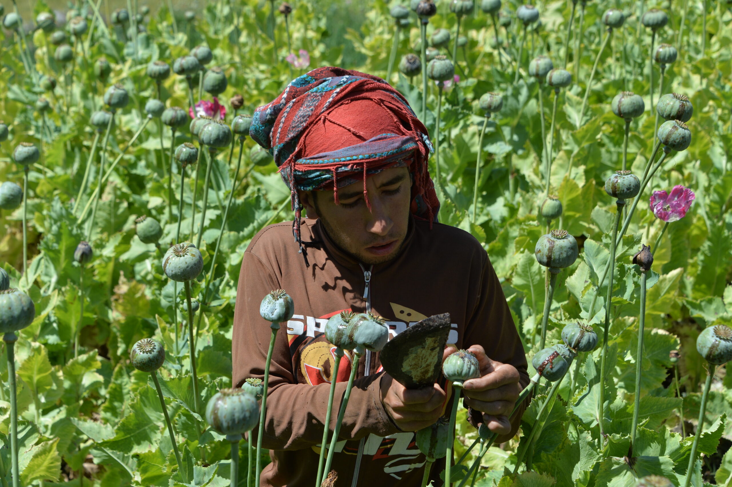 Opium sap collection season in Nangarhar province